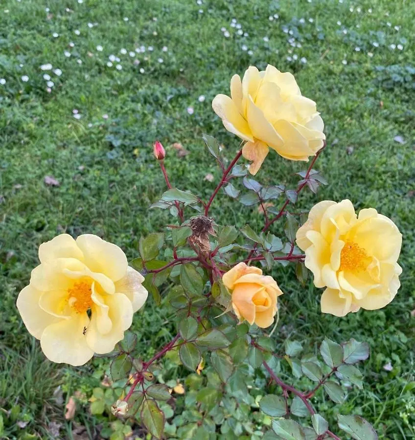 Aparthotel Il Casale Delle Rose Civitella Paganico